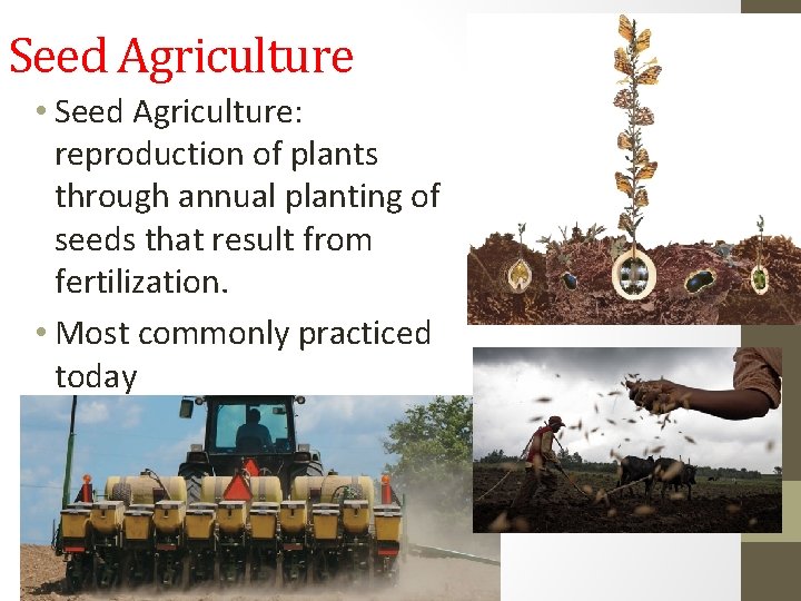 Agriculture Deliberate modification of Earths surface through cultivation
