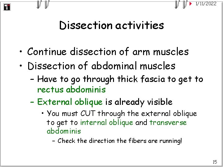 1/11/2022 Dissection activities • Continue dissection of arm muscles • Dissection of abdominal muscles