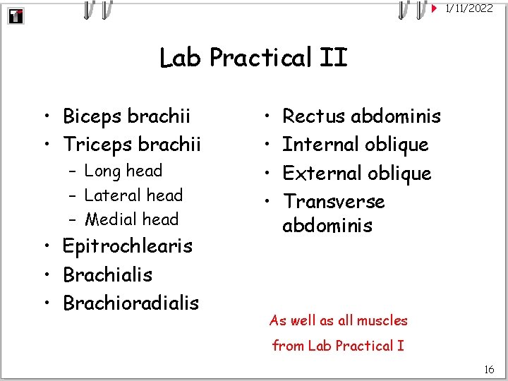 1/11/2022 Lab Practical II • Biceps brachii • Triceps brachii – Long head –