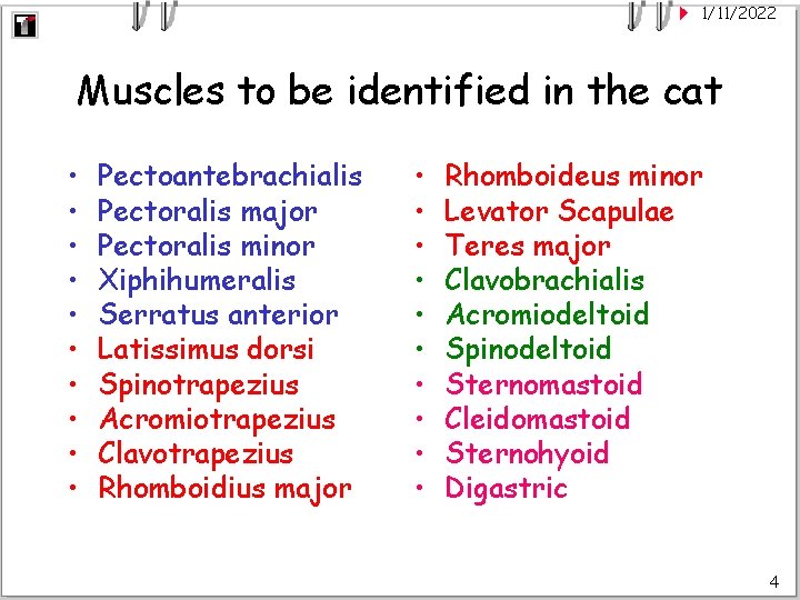 1/11/2022 Muscles to be identified in the cat • • • Pectoantebrachialis Pectoralis major