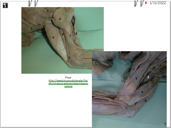 1/11/2022 From: http: //www. bio. psu. edu/people/fac ulty/strauss/anatomy/musc/uppera rm. htm 5 