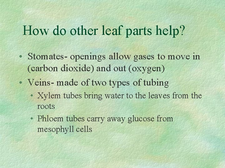 How do other leaf parts help? • Stomates- openings allow gases to move in