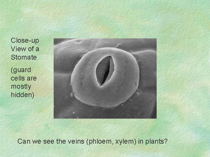 Close-up View of a Stomate (guard cells are mostly hidden) Can we see the