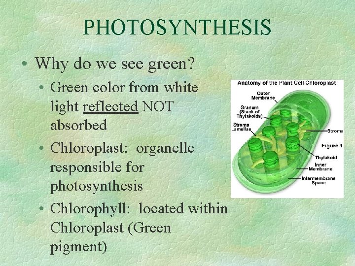 PHOTOSYNTHESIS • Why do we see green? • Green color from white light reflected