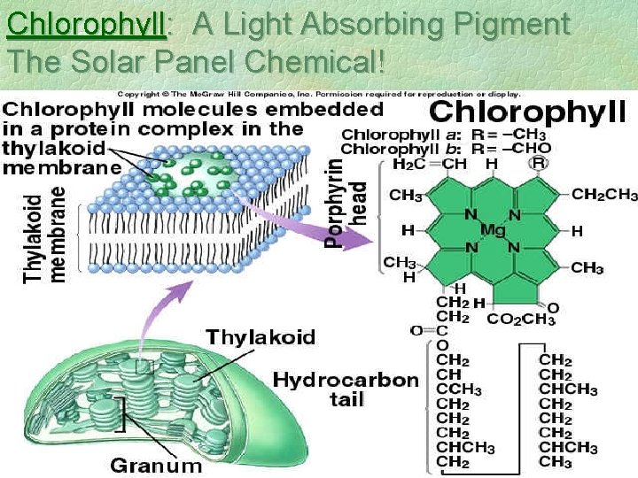Chlorophyll: A Light Absorbing Pigment The Solar Panel Chemical! 