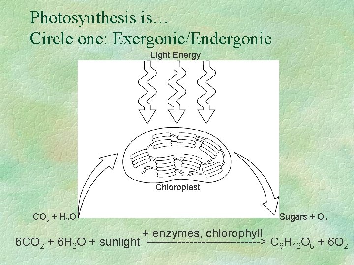 Photosynthesis is… Circle one: Exergonic/Endergonic Light Energy Chloroplast CO 2 + H 2 O