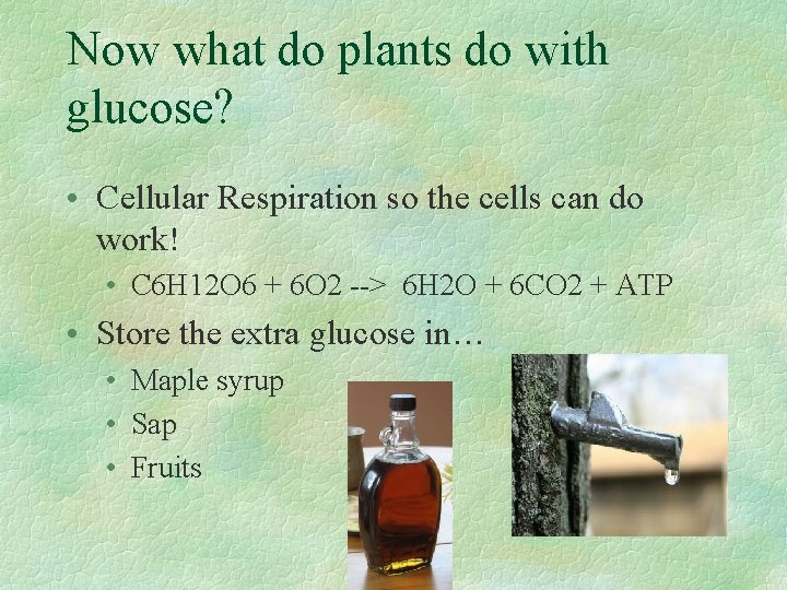 Now what do plants do with glucose? • Cellular Respiration so the cells can