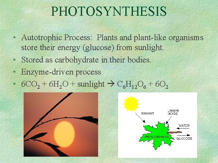 PHOTOSYNTHESIS • Autotrophic Process: Plants and plant-like organisms store their energy (glucose) from sunlight.