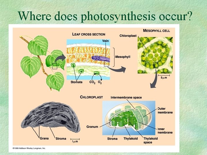 Where does photosynthesis occur? • Leaves! 