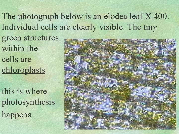 The photograph below is an elodea leaf X 400. Individual cells are clearly visible.