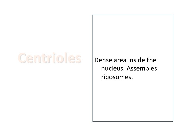 Centrioles Dense area inside the nucleus. Assembles ribosomes. 