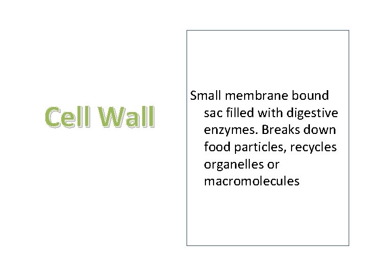 Cell Wall Small membrane bound sac filled with digestive enzymes. Breaks down food particles,