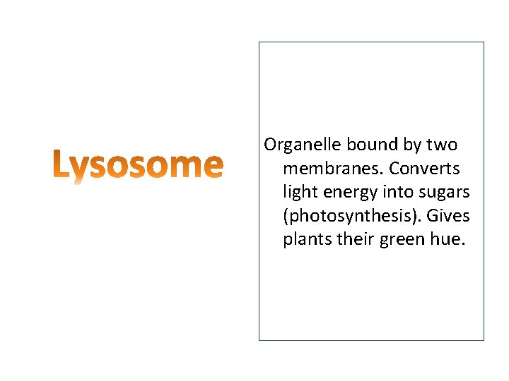 Organelle bound by two membranes. Converts light energy into sugars (photosynthesis). Gives plants their