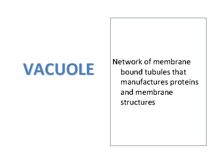 VACUOLE Network of membrane bound tubules that manufactures proteins and membrane structures 