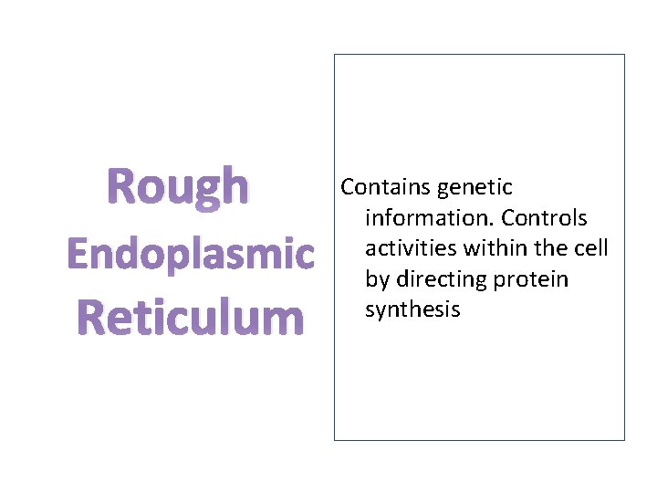 Rough Endoplasmic Reticulum Contains genetic information. Controls activities within the cell by directing protein