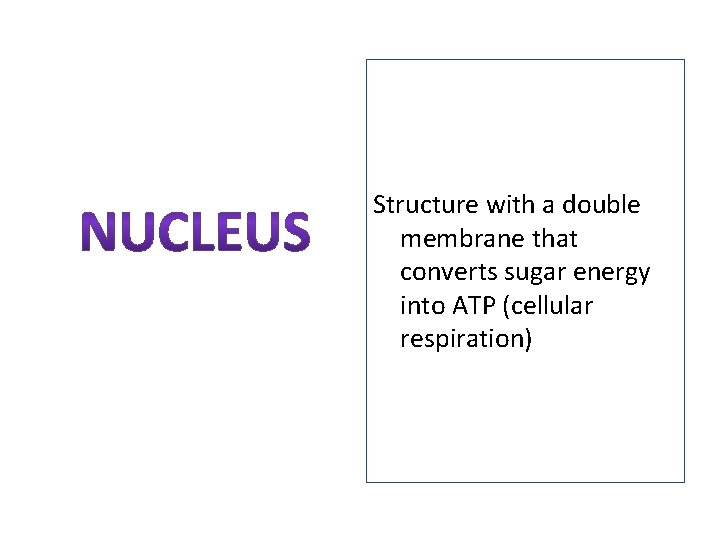 Structure with a double membrane that converts sugar energy into ATP (cellular respiration) 