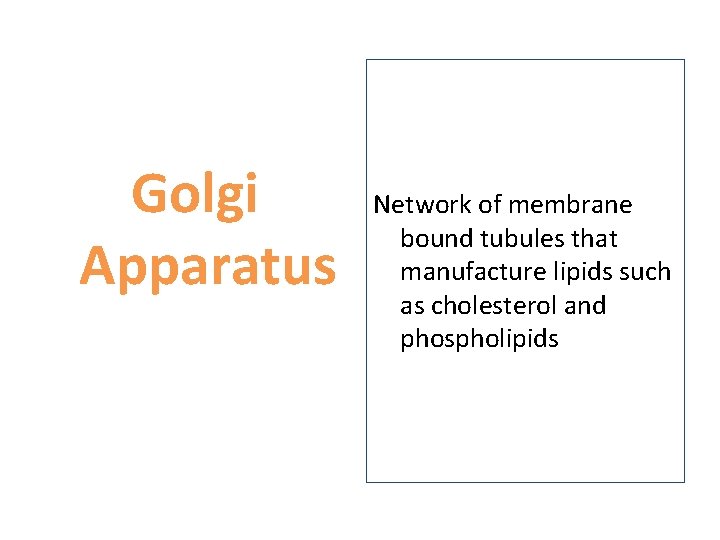 Golgi Apparatus Network of membrane bound tubules that manufacture lipids such as cholesterol and