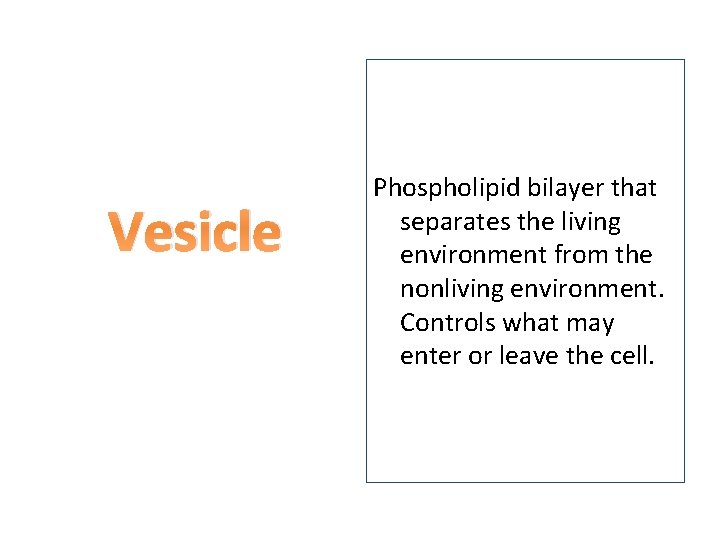 Vesicle Phospholipid bilayer that separates the living environment from the nonliving environment. Controls what