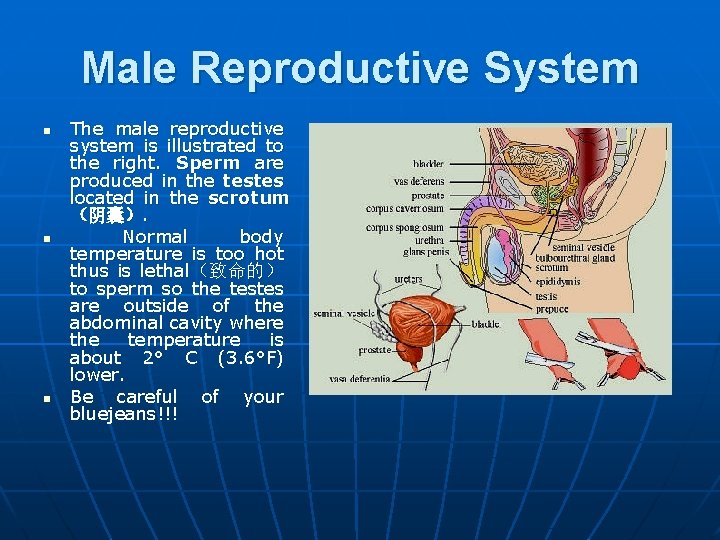 Male Reproductive System n n n The male reproductive system is illustrated to the
