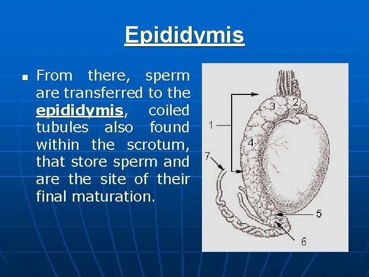 Epididymis n From there, sperm are transferred to the epididymis, coiled tubules also found