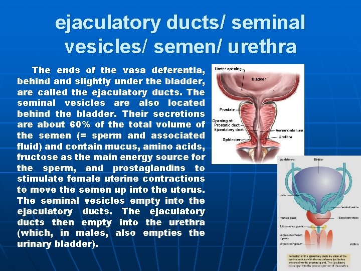 ejaculatory ducts/ seminal vesicles/ semen/ urethra The ends of the vasa deferentia, behind and