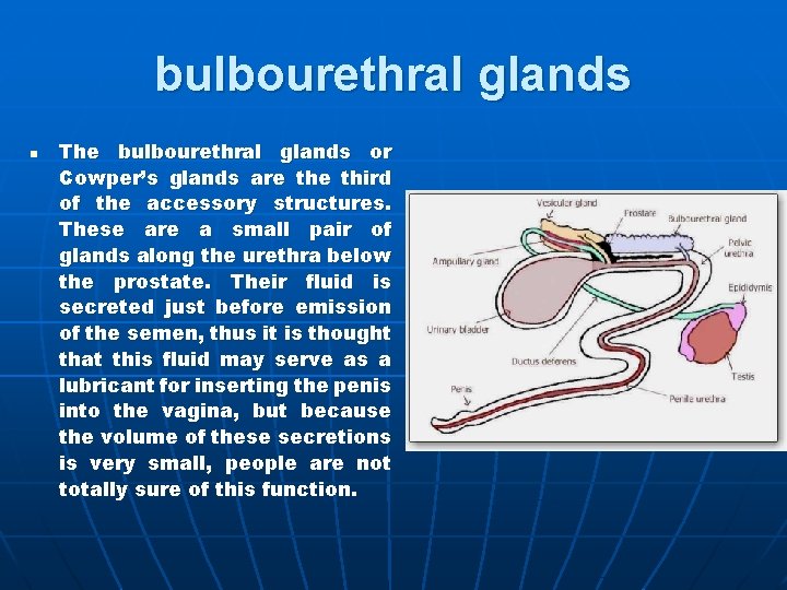 bulbourethral glands n The bulbourethral glands or Cowper’s glands are third of the accessory