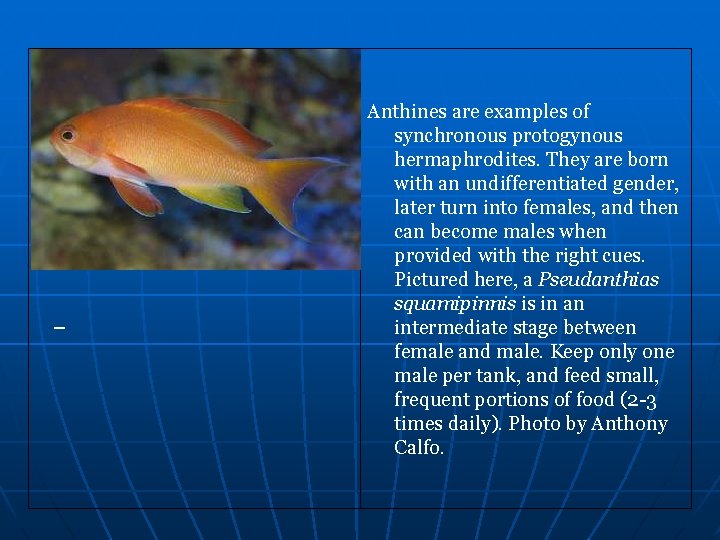Anthines are examples of synchronous protogynous hermaphrodites. They are born with an undifferentiated gender,