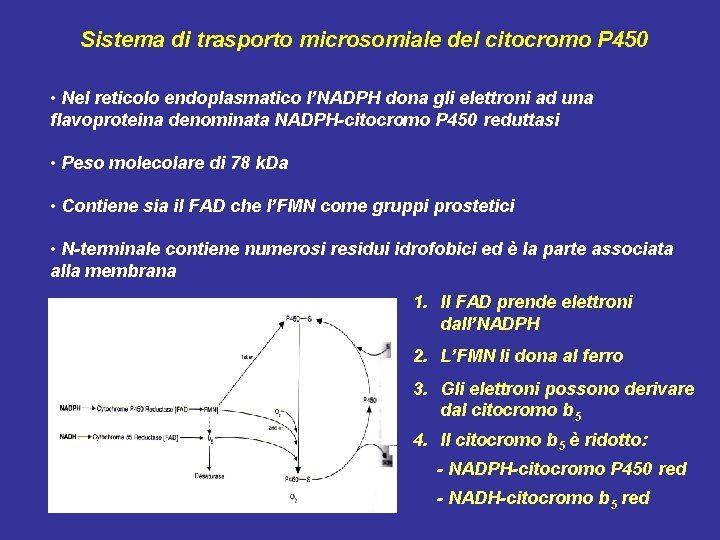 Sistema di trasporto microsomiale del citocromo P 450 • Nel reticolo endoplasmatico l’NADPH dona