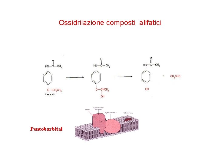 Ossidrilazione composti alifatici Pentobarbital 