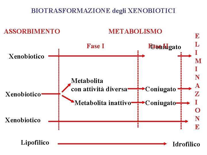 BIOTRASFORMAZIONE degli XENOBIOTICI ASSORBIMENTO METABOLISMO Fase II Coniugato Xenobiotico Metabolita con attività diversa Metabolita