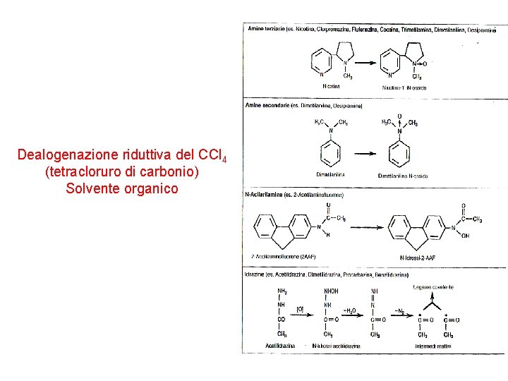 Dealogenazione riduttiva del CCl 4 (tetracloruro di carbonio) Solvente organico 