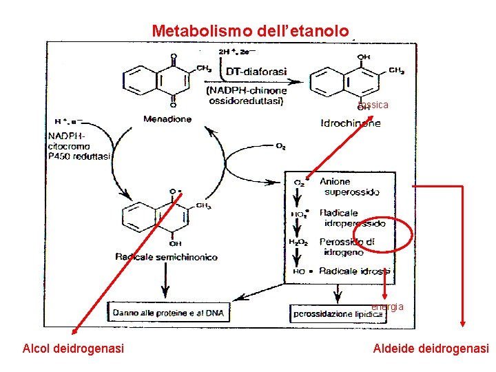 Metabolismo dell’etanolo tossica energia Alcol deidrogenasi Aldeide deidrogenasi 