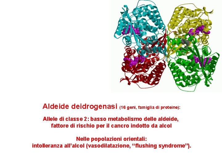 Aldeide deidrogenasi (16 geni, famiglia di proteine): Allele di classe 2: basso metabolismo delle