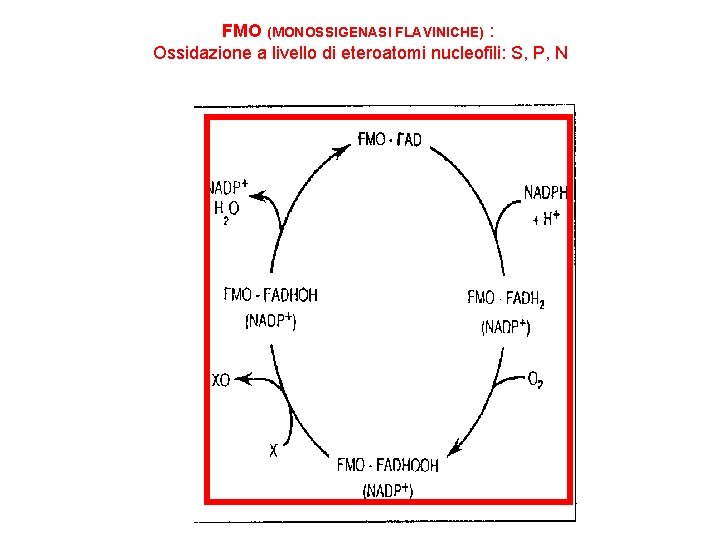 FMO (MONOSSIGENASI FLAVINICHE) : Ossidazione a livello di eteroatomi nucleofili: S, P, N 