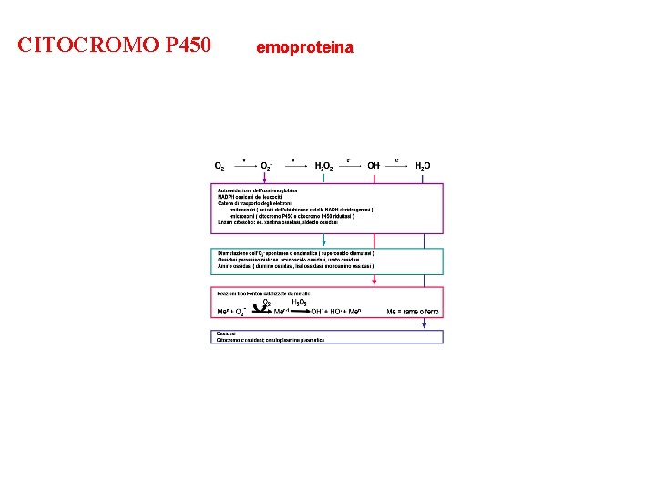 CITOCROMO P 450 emoproteina 