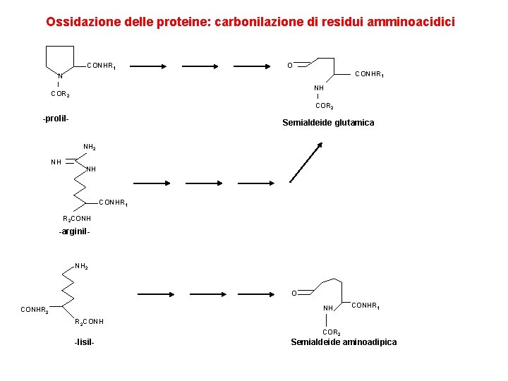 Ossidazione delle proteine: carbonilazione di residui amminoacidici CONHR 1 O CONHR 1 N NH