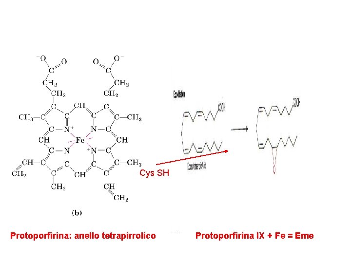 Cys SH Protoporfirina: anello tetrapirrolico Protoporfirina IX + Fe = Eme 