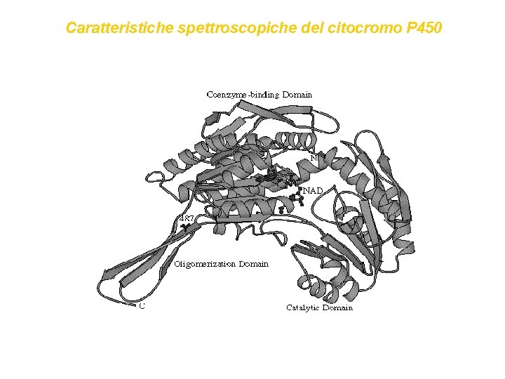 Caratteristiche spettroscopiche del citocromo P 450 