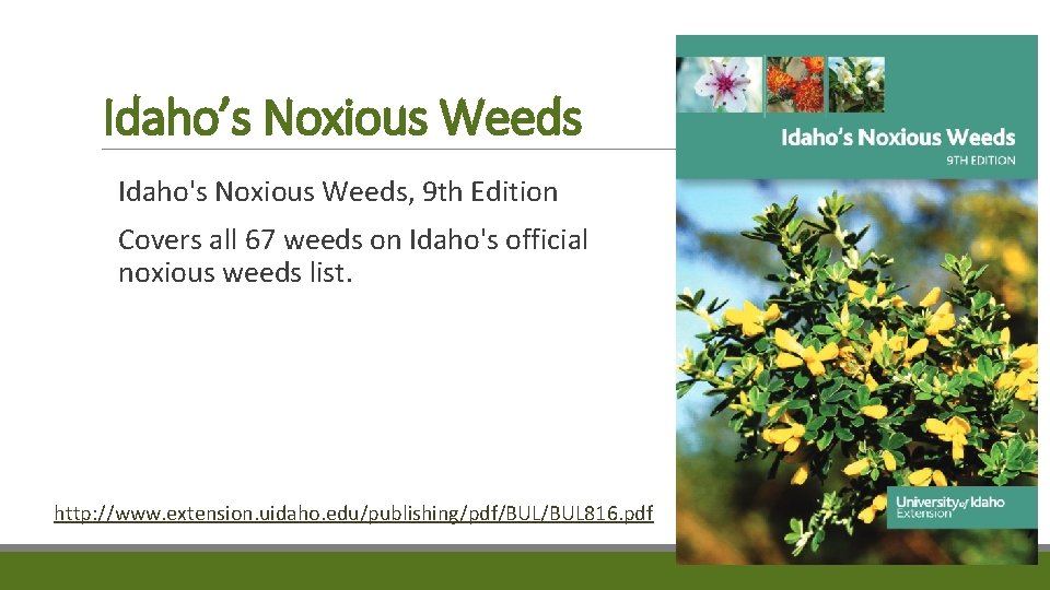 Idaho’s Noxious Weeds Idaho's Noxious Weeds, 9 th Edition Covers all 67 weeds on