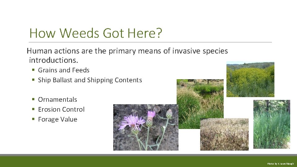 How Weeds Got Here? Human actions are the primary means of invasive species introductions.
