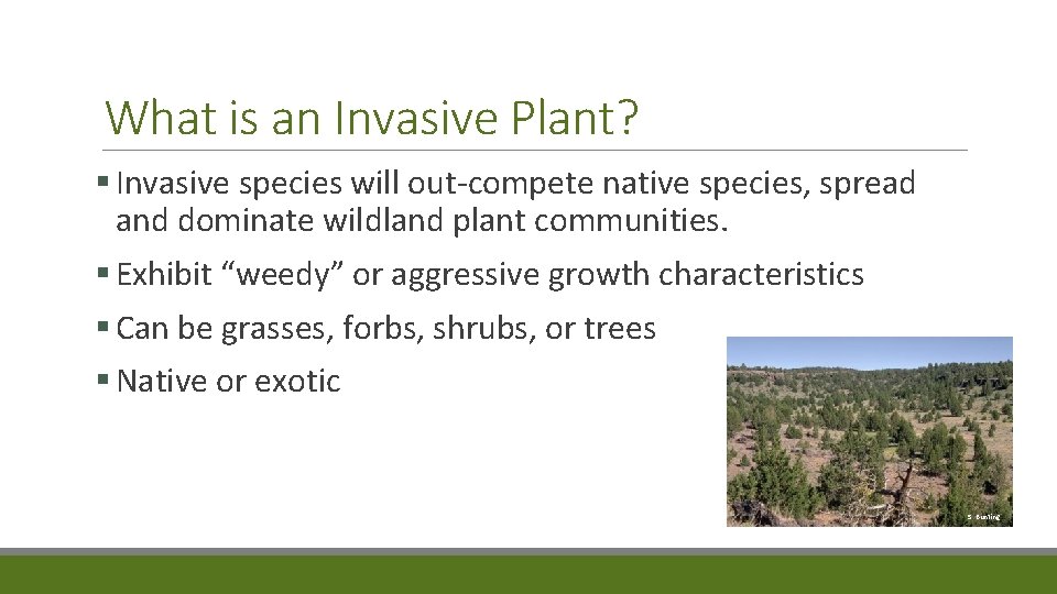 What is an Invasive Plant? § Invasive species will out-compete native species, spread and