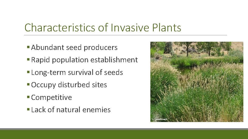 Characteristics of Invasive Plants § Abundant seed producers § Rapid population establishment § Long-term