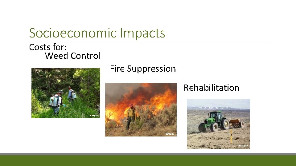 Socioeconomic Impacts Costs for: Weed Control Fire Suppression Rehabilitation BLM. gov 