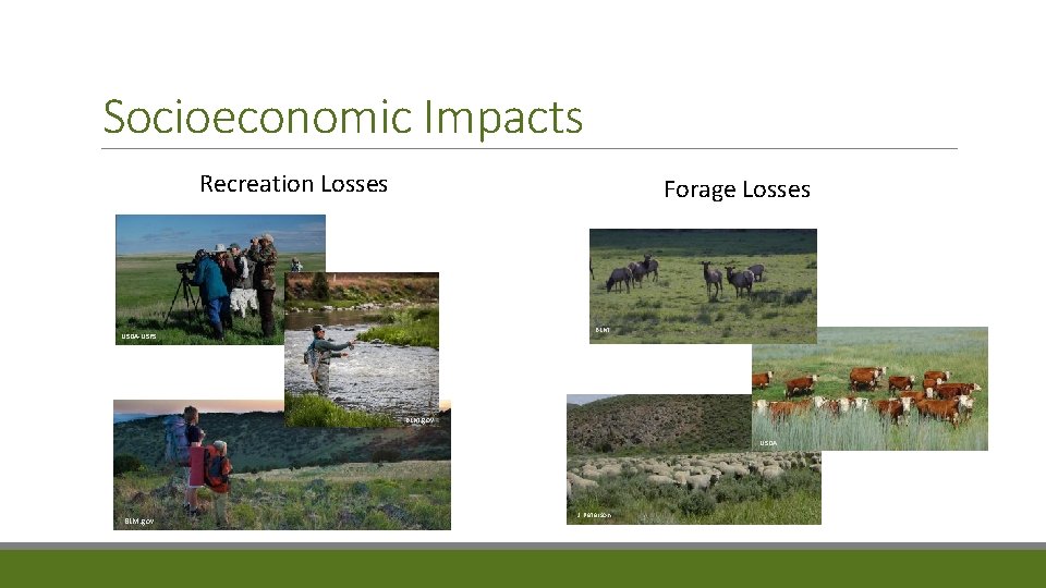 Socioeconomic Impacts Recreation Losses Forage Losses BLM USDA-USFS BLM. gov USDA BLM. gov J.