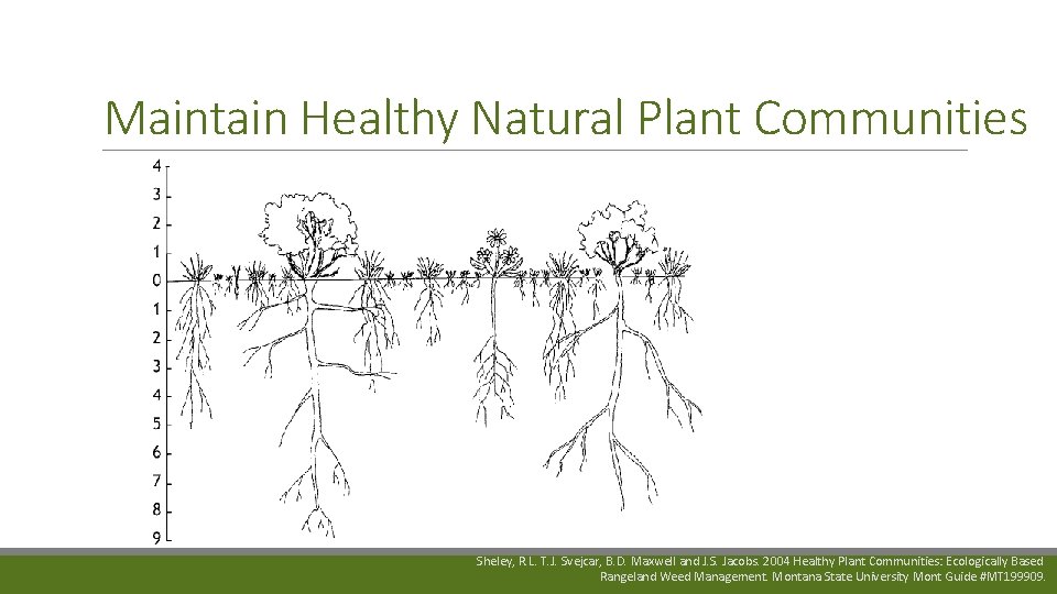 Maintain Healthy Natural Plant Communities Sheley, R. L. T. J. Svejcar, B. D. Maxwell