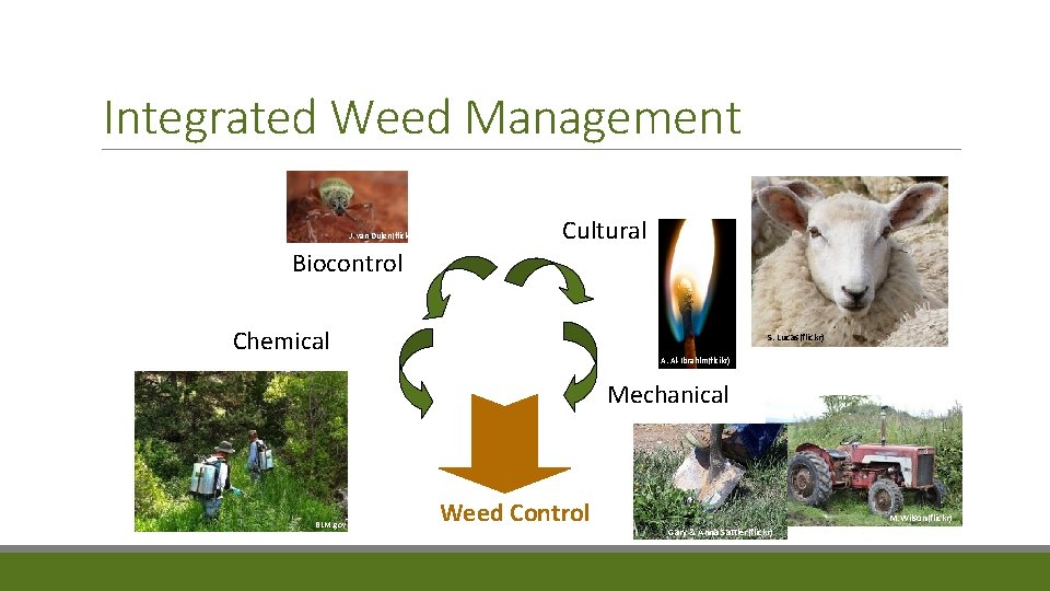 Integrated Weed Management J. van Dulen(flick) Cultural Biocontrol Chemical S. Lucas(flickr) A. Al-Ibrahlm(flcikr) Mechanical