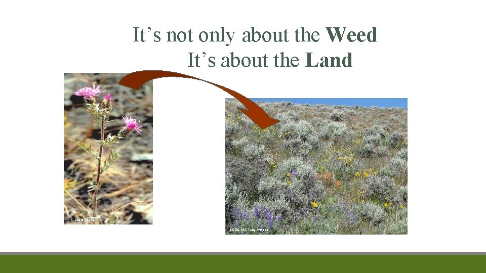 It’s not only about the Weed It’s about the Land K. Launchbaugh USDA-ARS Tony