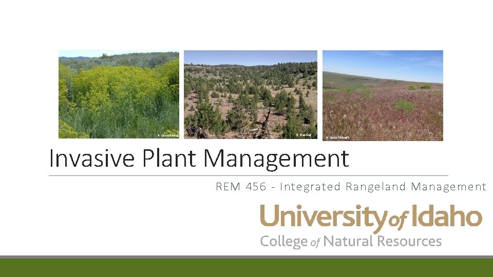 K. Launchbaugh S. Bunting K. Launchbaugh Invasive Plant Management REM 456 - Integrated Rangeland