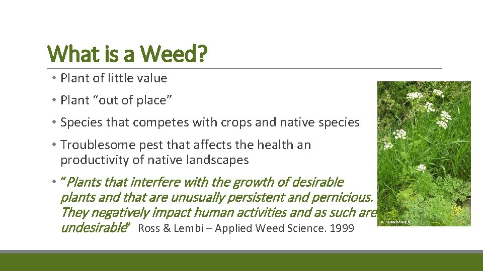 What is a Weed? • Plant of little value • Plant “out of place”