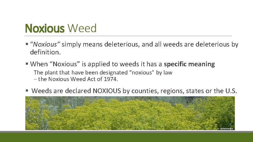 Noxious Weed § “Noxious” simply means deleterious, and all weeds are deleterious by definition.